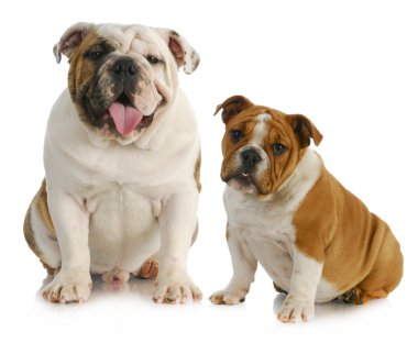 İki köpek.