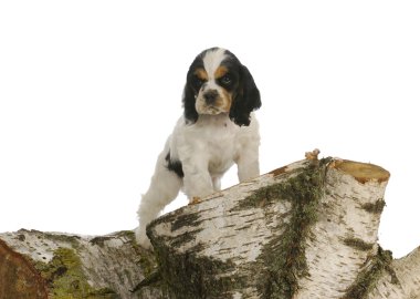 keşfetmek köpek yavrusu