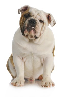 İngilizce Bulldog