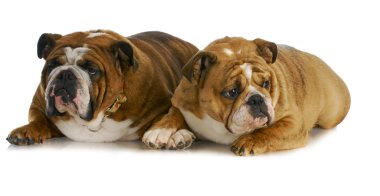 Bulldog anne ve kızı