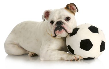 oynak köpek yavrusu