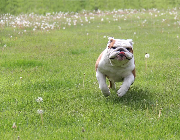 Perro corriendo — Foto de Stock