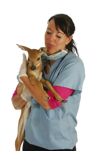Wildlife veterinary care — Stock Photo, Image
