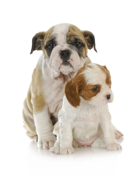 Twee puppies — Stockfoto