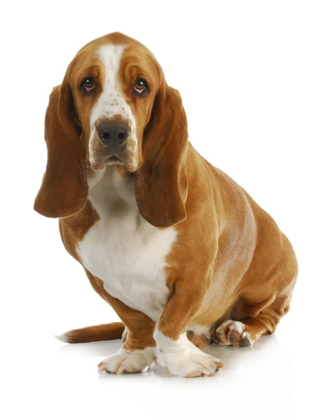 Basset hound — Zdjęcie stockowe