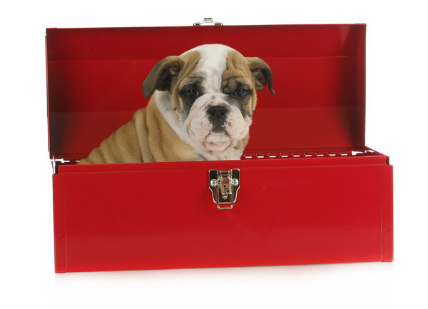 Рабочая собака
