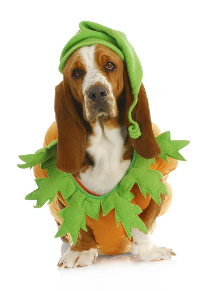 Hund verkleidet für Halloween — Stockfoto
