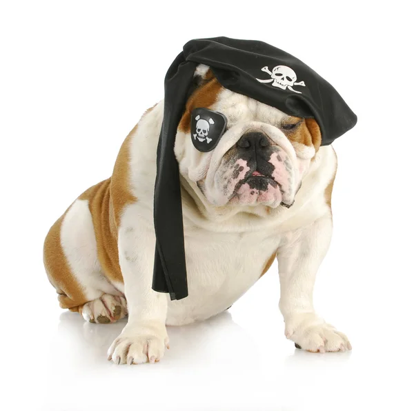 Dog pirate — Stock Photo, Image