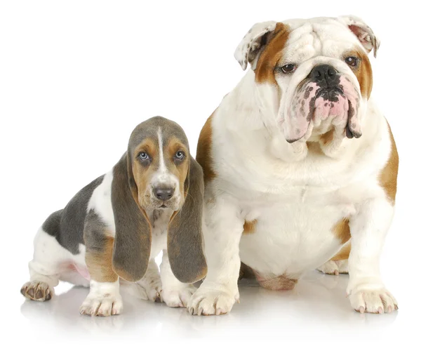 Two dogs — Stock Photo, Image