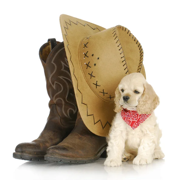 Country dog — Stock Photo, Image