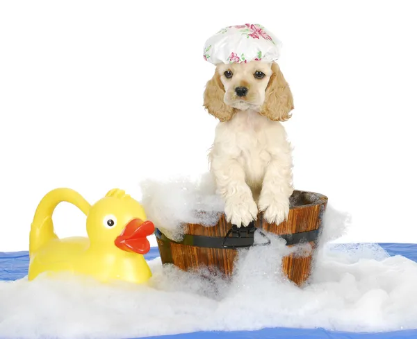 Heure du bain de chiot — Photo