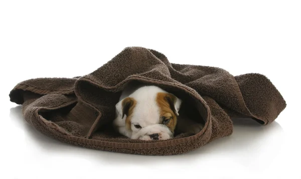 Cute puppy hiding — Stock Photo, Image