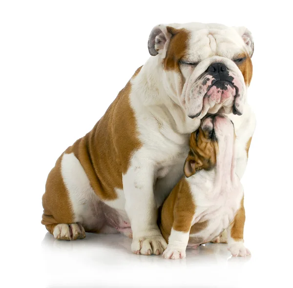 Padre e figlio cani — Foto Stock