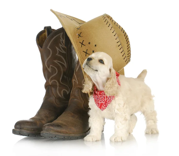 Country dog — Stock Photo, Image