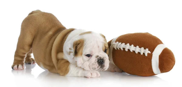 Puppy spelen — Stockfoto