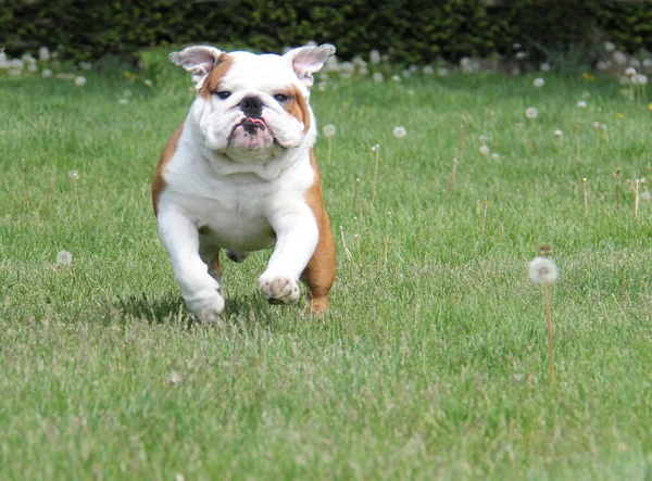 Cane in esecuzione — Foto Stock