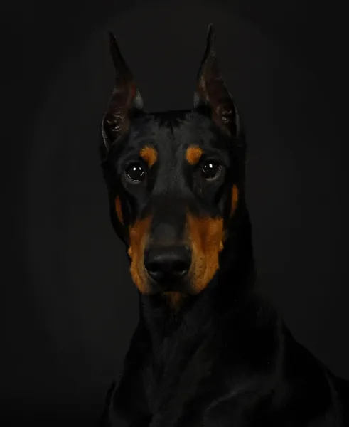 Dobermany pinscher — Zdjęcie stockowe