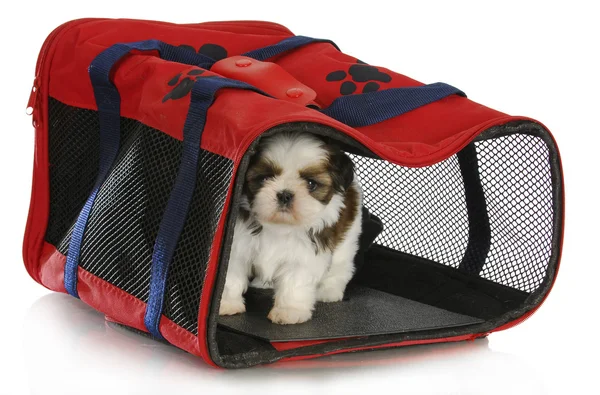 Puppy carrier — Stock Photo, Image