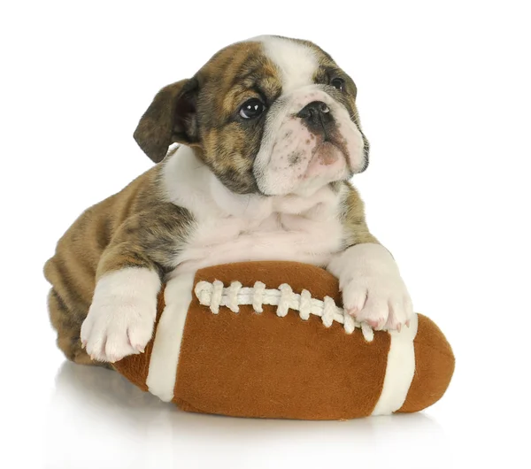 Pelüş oyuncak sevimli köpek yavrusu — Stok fotoğraf