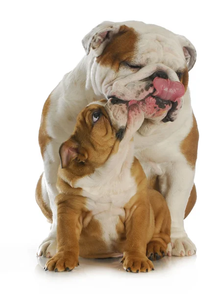 Bulldog father and son — Stock Photo, Image