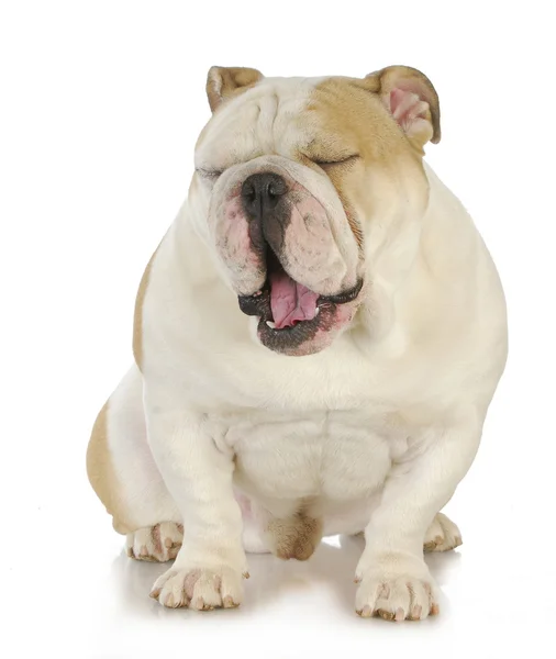 Bulldog yawning — Stock Photo, Image