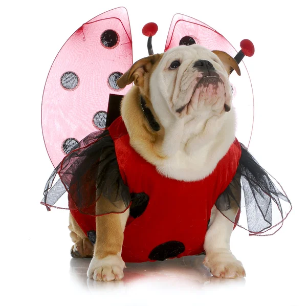 Bulldog ladybug — Stock Photo, Image