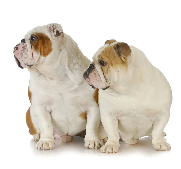 Twee bulldogs — Stockfoto