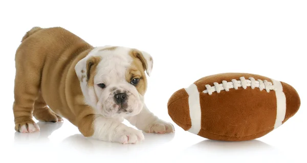 Playful puppy — Stock Photo, Image