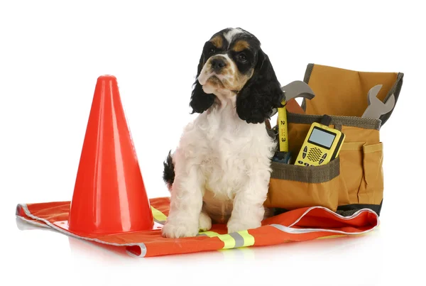 Working dog — Stock Photo, Image