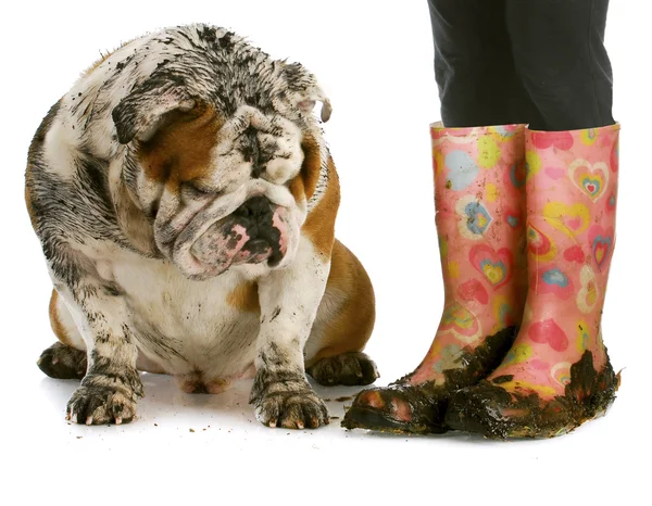Грязные сапоги и грязная собака — стоковое фото