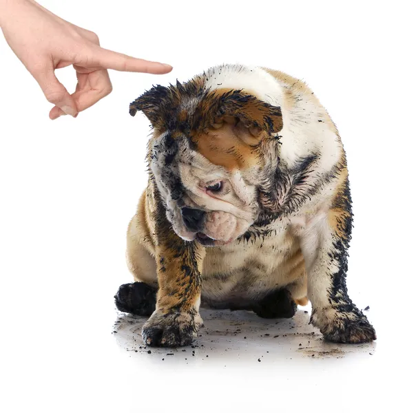 Cão mau — Fotografia de Stock