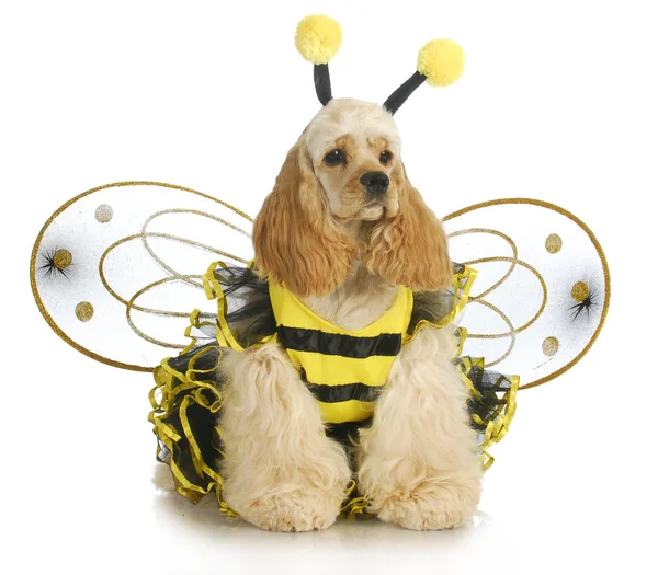 Chien habillé comme une abeille — Photo