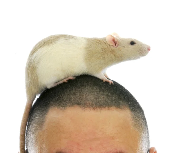 Rat på personens huvud — Stockfoto