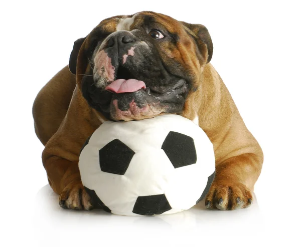 Cão brincando com bola — Fotografia de Stock