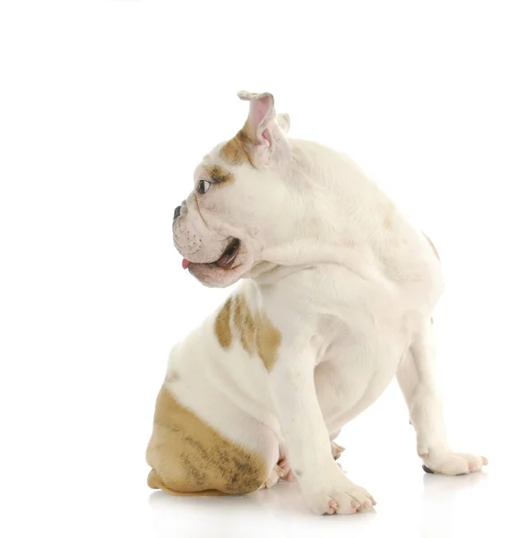 Cane alla ricerca — Foto Stock