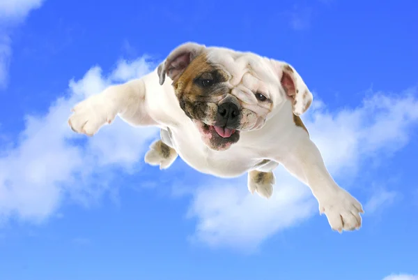 Dog flying — Stock Photo, Image