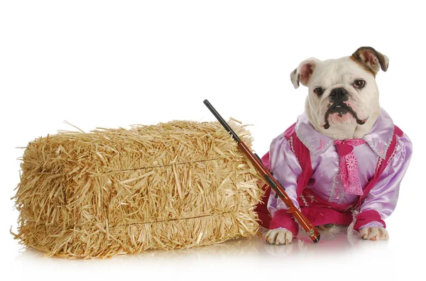 Bulldog cowgirl — Stock Photo, Image