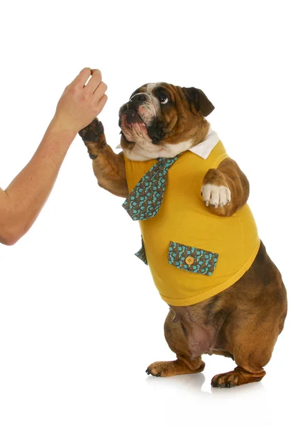 Dog giving high five — Stock Photo, Image