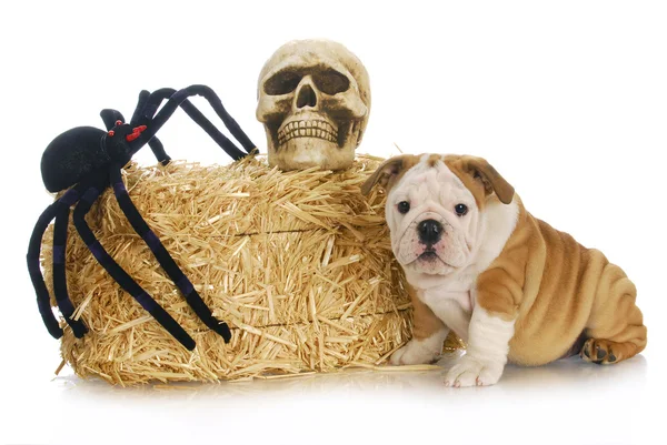 Chiot d'Halloween — Photo