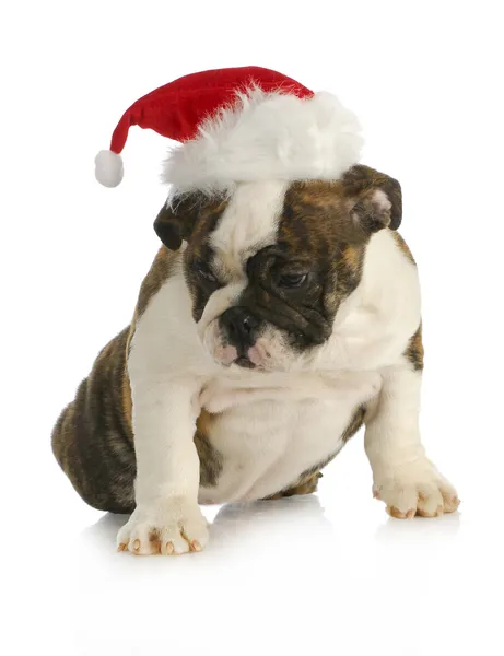 Santa puppy — Stock Photo, Image