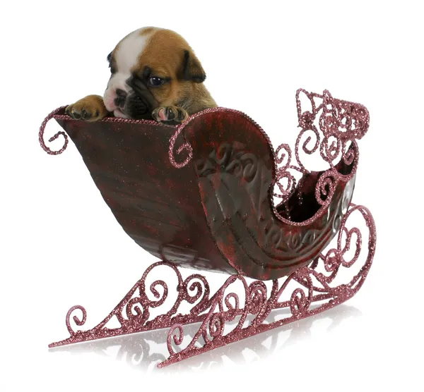 Puppy in a sleigh — Stock Photo, Image