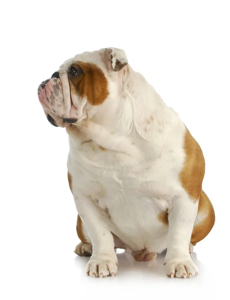 Bulldogge — Stockfoto