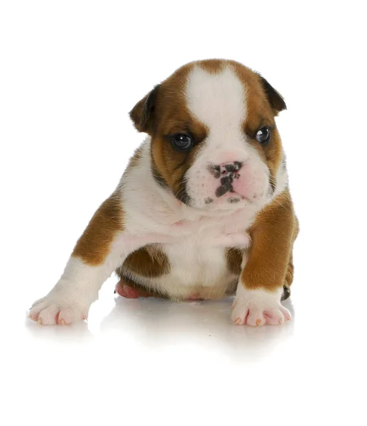 Jonge pup — Stockfoto