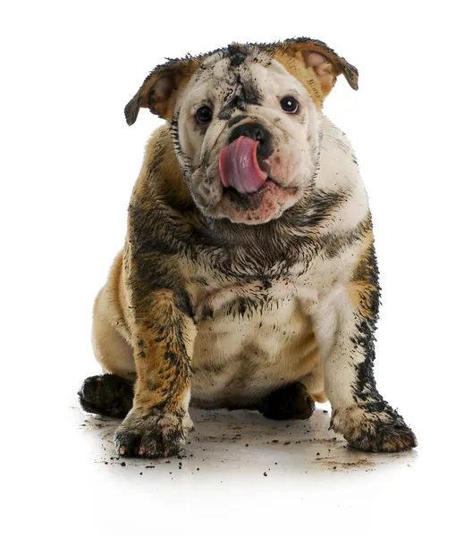 Dirty dog — Stock Photo, Image