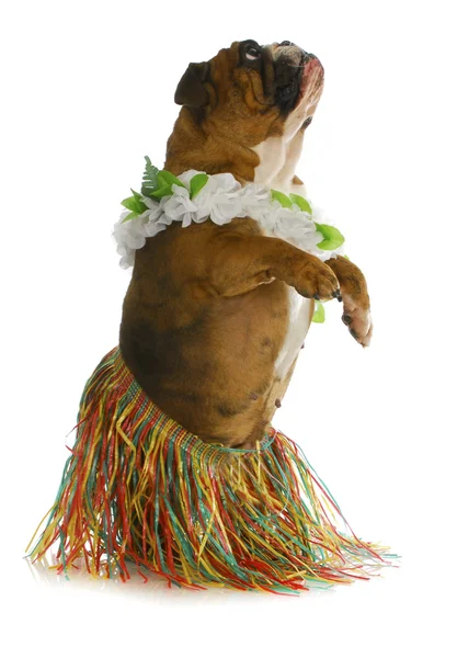 Dog dancer — Stock Photo, Image