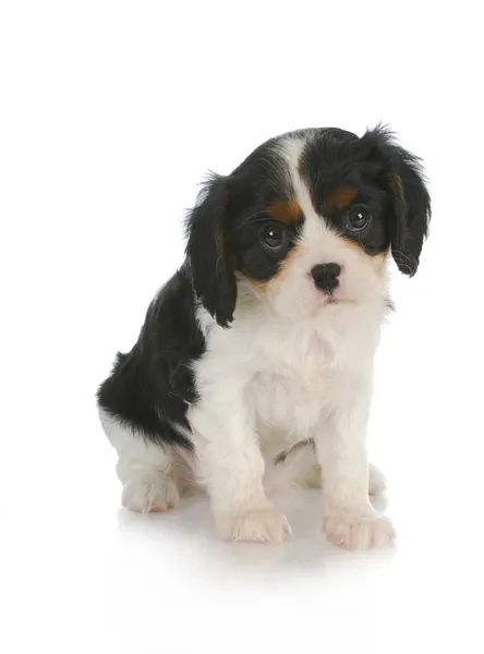 Cute puppy — Stock Photo, Image