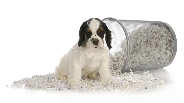 Geri dönüşümlü kağıt oturan köpek yavrusu — Stok fotoğraf