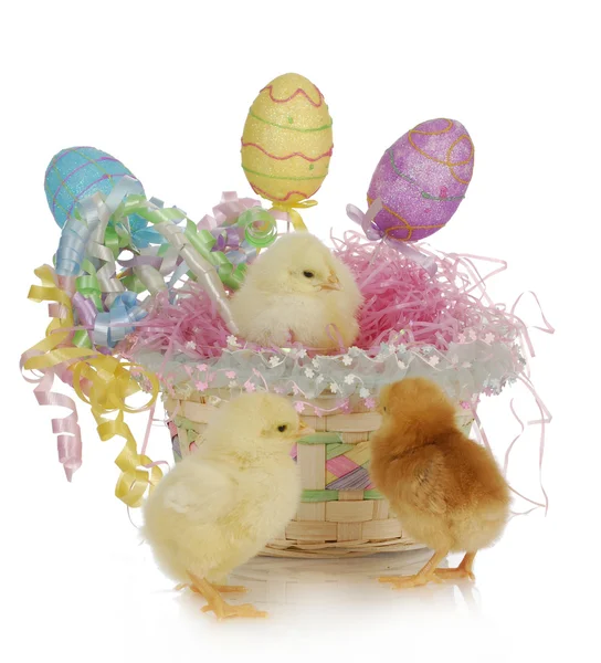 Easter basket and chicks — Stock Photo, Image