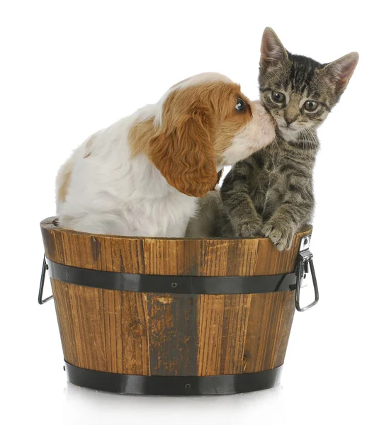 Schattige puppy en kitten — Stockfoto