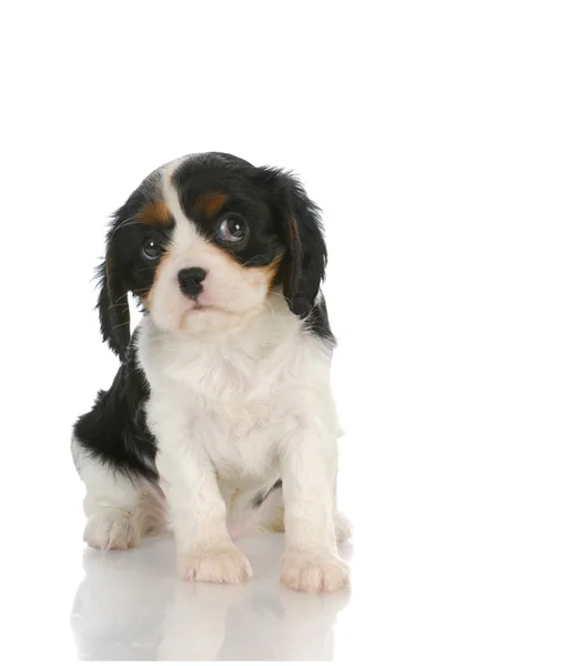 Cachorrinho bonito — Fotografia de Stock